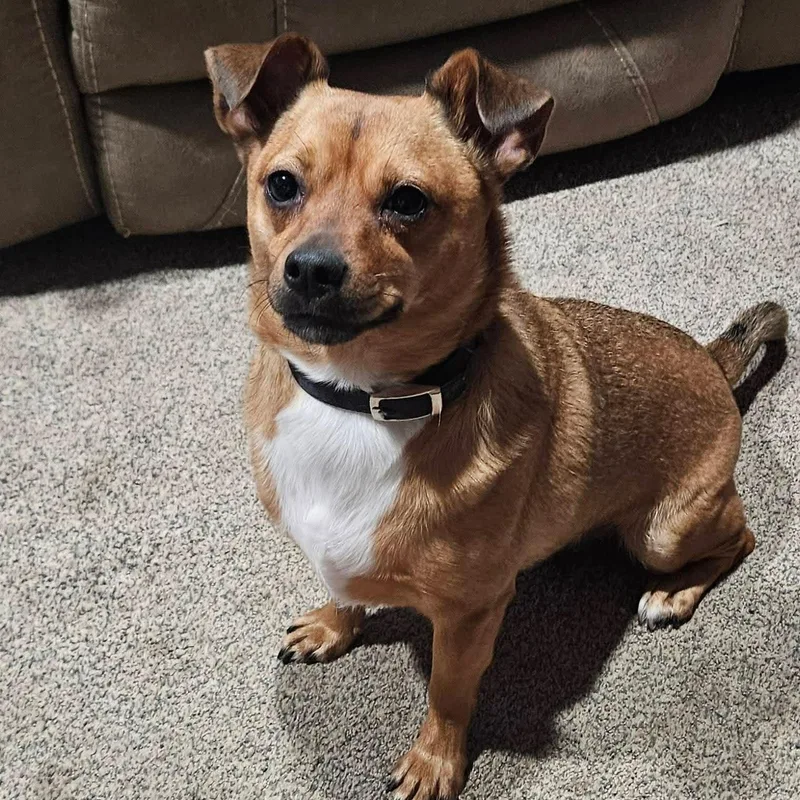 An adult small-sized male Brown / Chocolate Chihuahua dog named Max Gumball for adoption in Springfield, MO