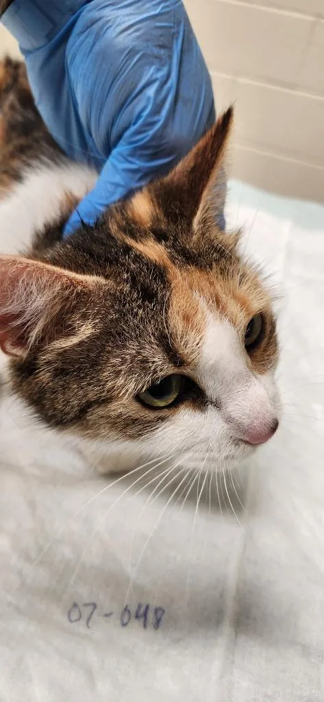 A young medium-sized female Domestic Medium Hair cat named Mom for adoption in Winder, GA