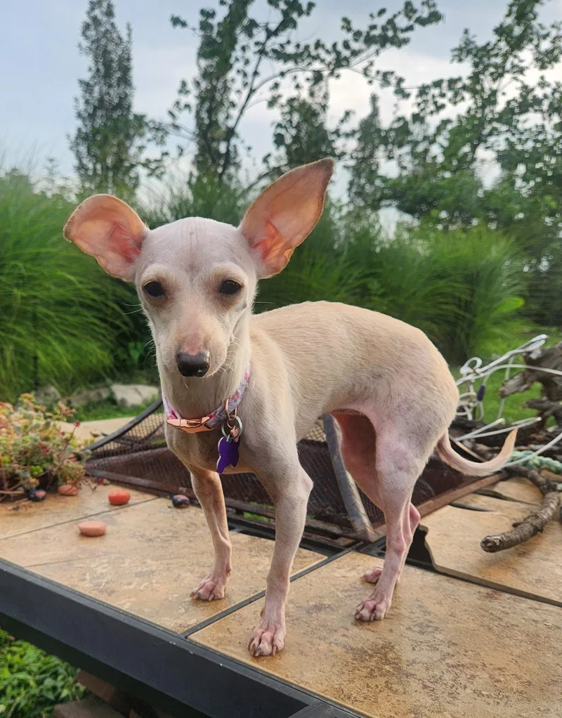 An adult small-sized female Chihuahua dog named Shania for adoption in St. Louis, MO
