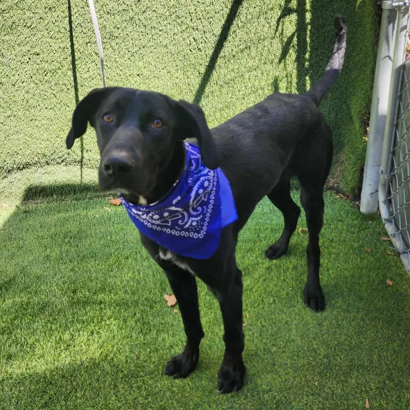 A young medium-sized male Black German Shorthaired Pointer dog named Marlin for adoption in Oak Point, TX