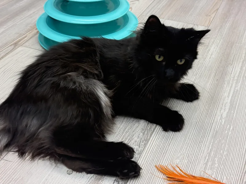 A young medium-sized female Smoke Domestic Long Hair cat named Adriana for adoption in Madison, WI
