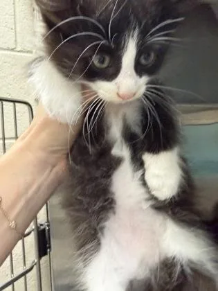 A baby small-sized male Domestic Long Hair cat named Magic for adoption in Westland, MI
