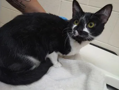 An adult medium-sized male Domestic Short Hair cat named Music for adoption in Westland, MI