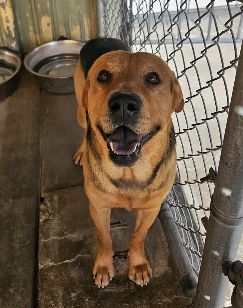 An adult large-sized male Hound dog named Johnny for adoption in El Centro, CA