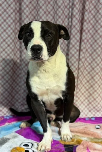 An adult medium-sized male Tricolor (Brown, Black, & White) American Staffordshire Terrier dog named Jake for adoption in Opelousas, LA