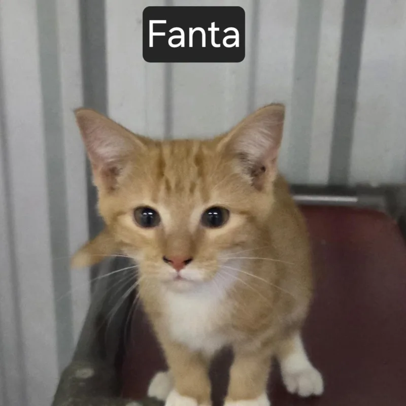 A young medium-sized male Orange & White Domestic Short Hair cat named Fanta for adoption in SNOW HILL, NC