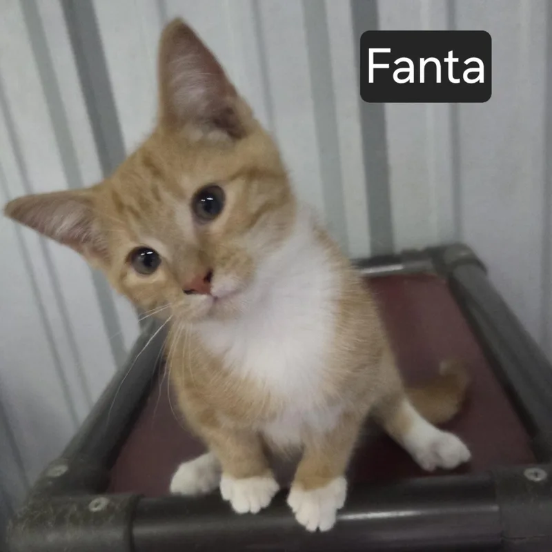 Fanta thumbnail 2