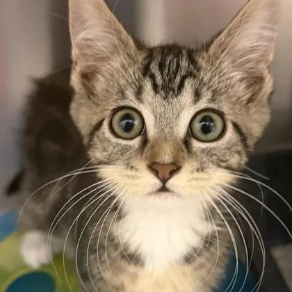A baby medium-sized male Black Domestic Short Hair cat named Fergus for adoption in Tinley Park, IL
