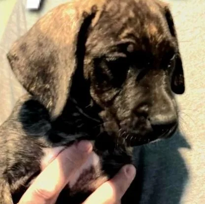 A baby medium-sized male Brindle Mixed Breed dog named Peanut for adoption in Parma, OH