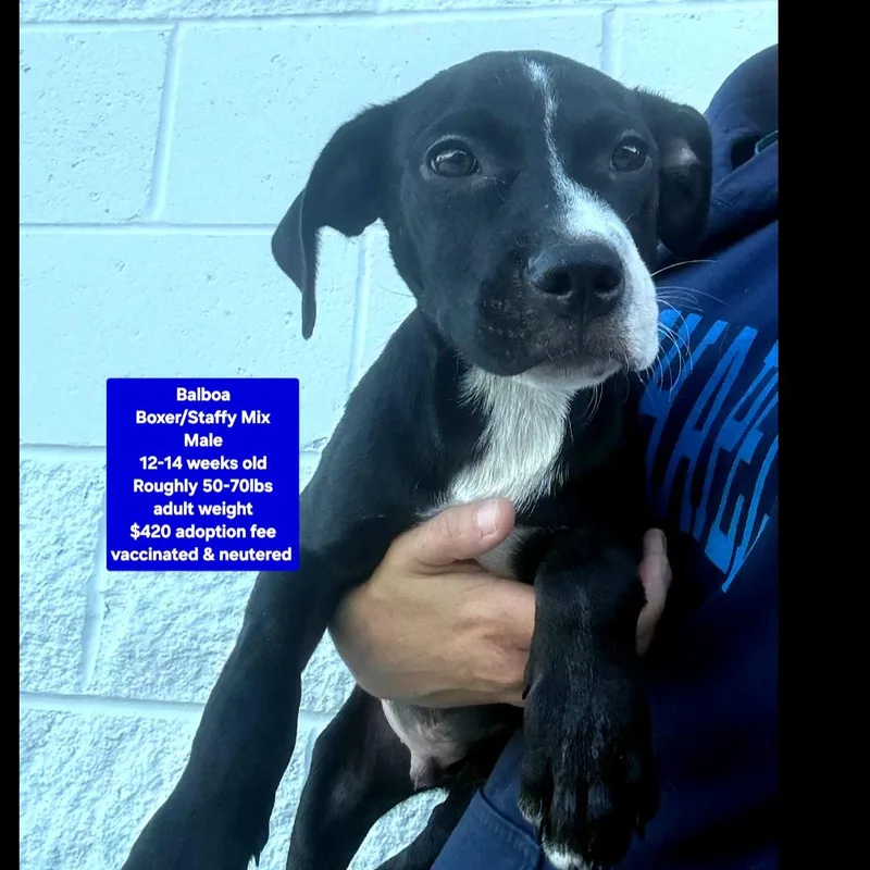 A baby large-sized male Boxer dog named Balboa for adoption in Oviedo, FL