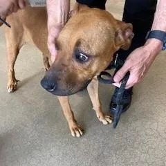 An adult large-sized female Red / Chestnut / Orange Mixed Breed dog named Yorkstray for adoption in York, PA