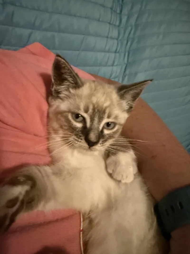 A baby medium-sized male Tabby (Buff / Tan / Fawn) Siamese cat named Max for adoption in Hillsboro, OR