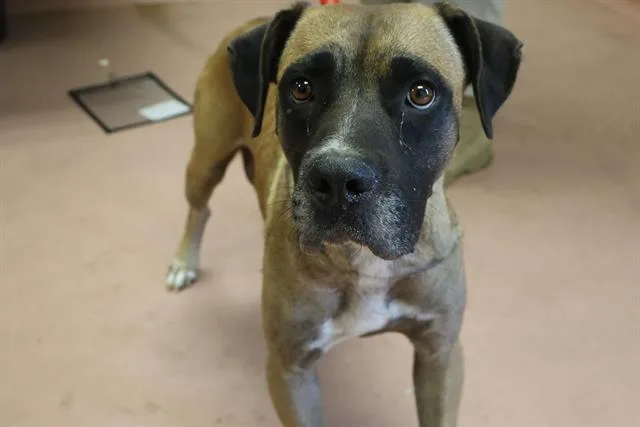 An adult large-sized female Mixed Breed dog named Parmida for adoption in Columbia, SC