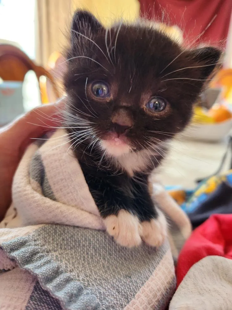 Fuzzy Frank thumbnail 2