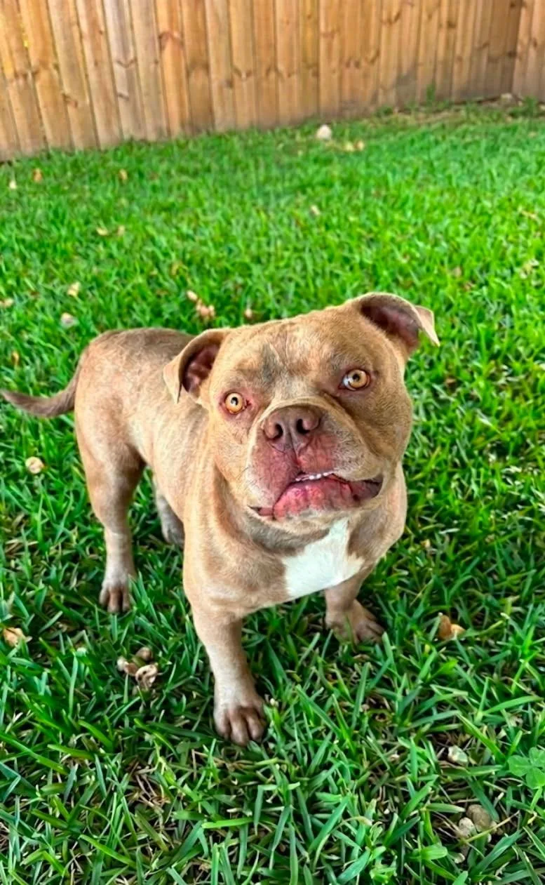 A young large-sized male Brindle English Bulldog dog named Benny for adoption in Houston, TX