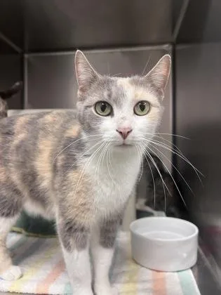 An adult medium-sized female Domestic Short Hair cat named Bug for adoption in Elmira, NY