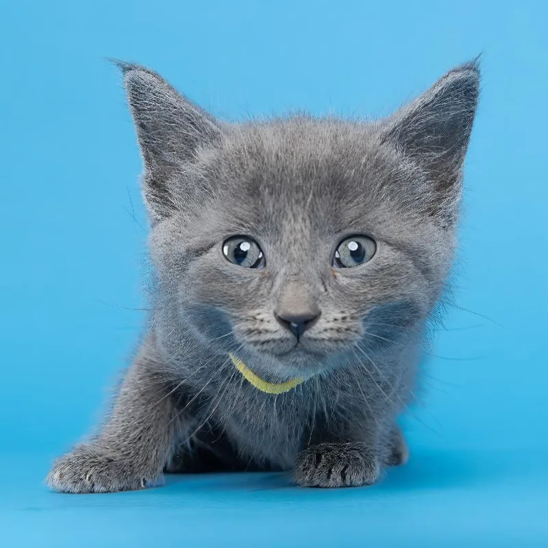 A baby small-sized female Gray / Blue / Silver Domestic Short Hair cat named Luisa for adoption in Franklin, TN