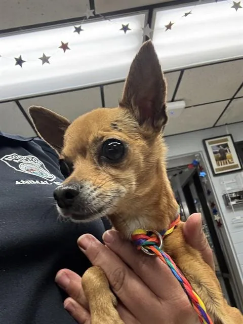 An adult small-sized female Chihuahua dog named Cookie for adoption in Stockton, CA