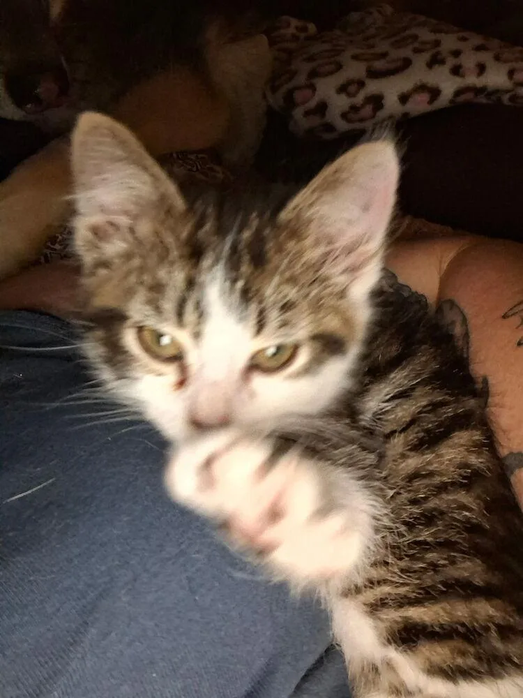 A baby small-sized female Black & White / Tuxedo Domestic Short Hair cat named Aster for adoption in Dayton, OH
