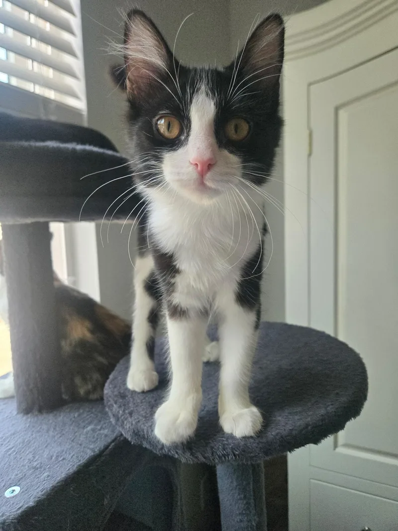 A baby medium-sized female Black & White / Tuxedo Domestic Short Hair cat named Peppercorn for adoption in Norco, CA