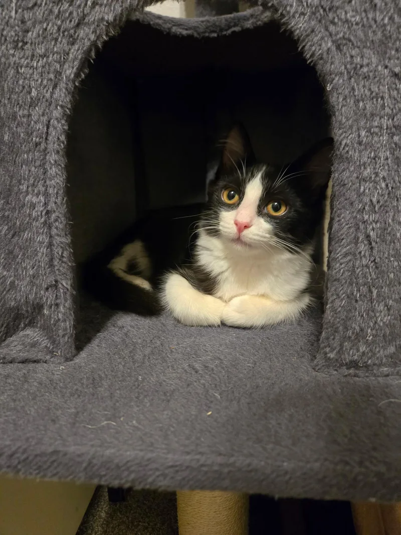 Peppercorn thumbnail 3