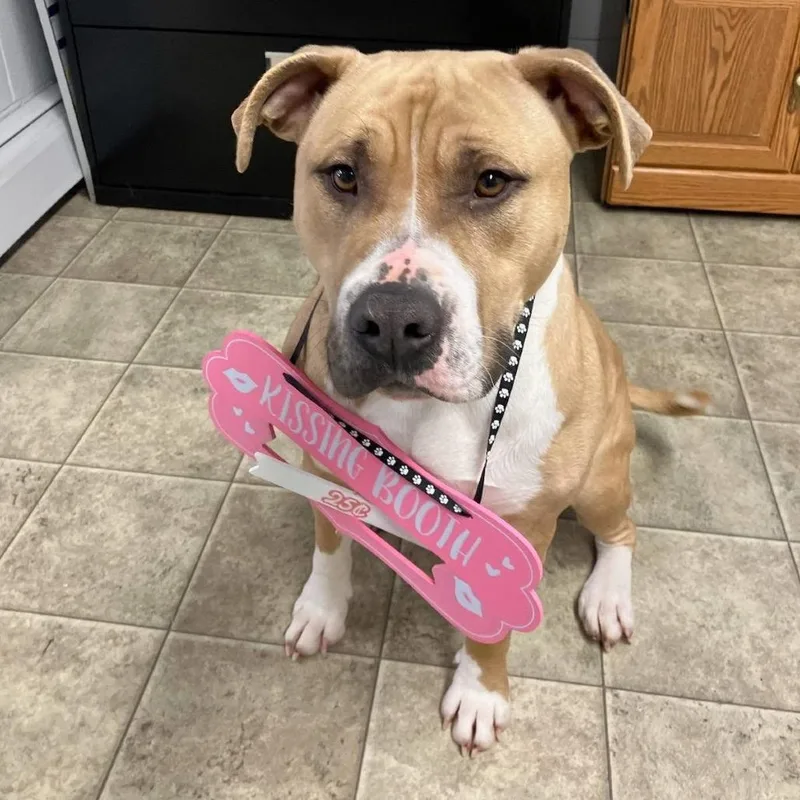 A young large-sized female Yellow / Tan / Blond / Fawn Mixed Breed dog named Gloria for adoption in Grand Rapids, MI