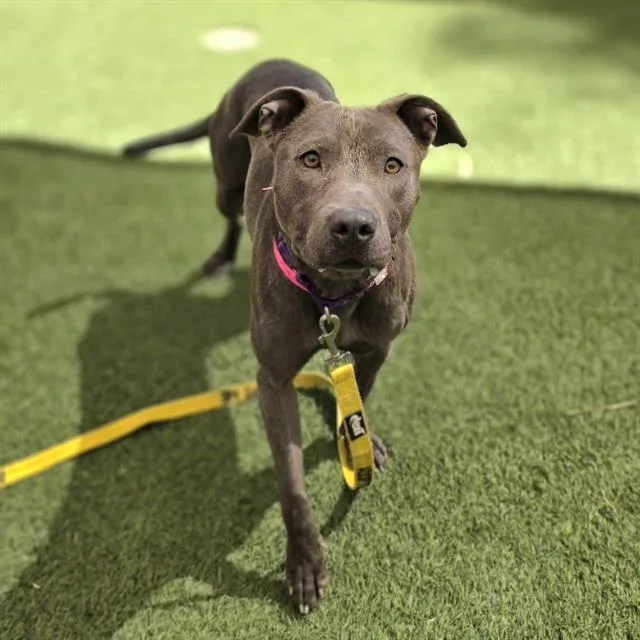 A young large-sized female Pit Bull Terrier dog named Freya for adoption in Las Vegas, NV