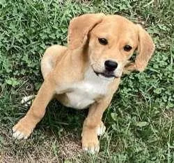 A baby medium-sized male Yellow / Tan / Blond / Fawn Beagle dog named Jack for adoption in Sudbury, MA