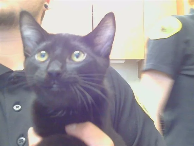 A baby small-sized female Domestic Short Hair cat named Aquafina for adoption in Sacramento, CA