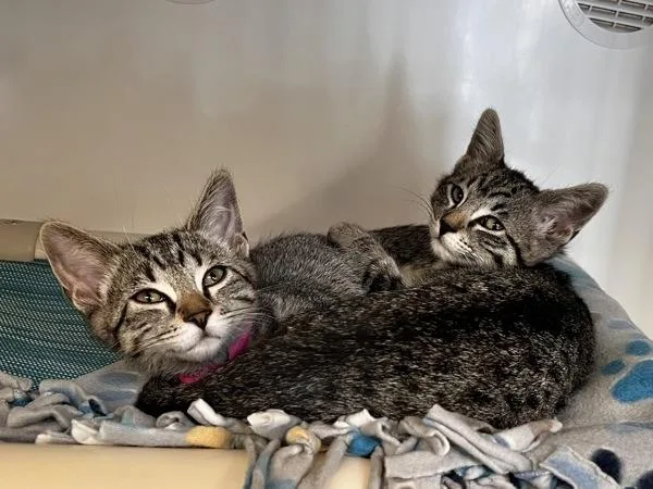 A baby small-sized female Domestic Short Hair cat named Blue Sky for adoption in San Diego, CA
