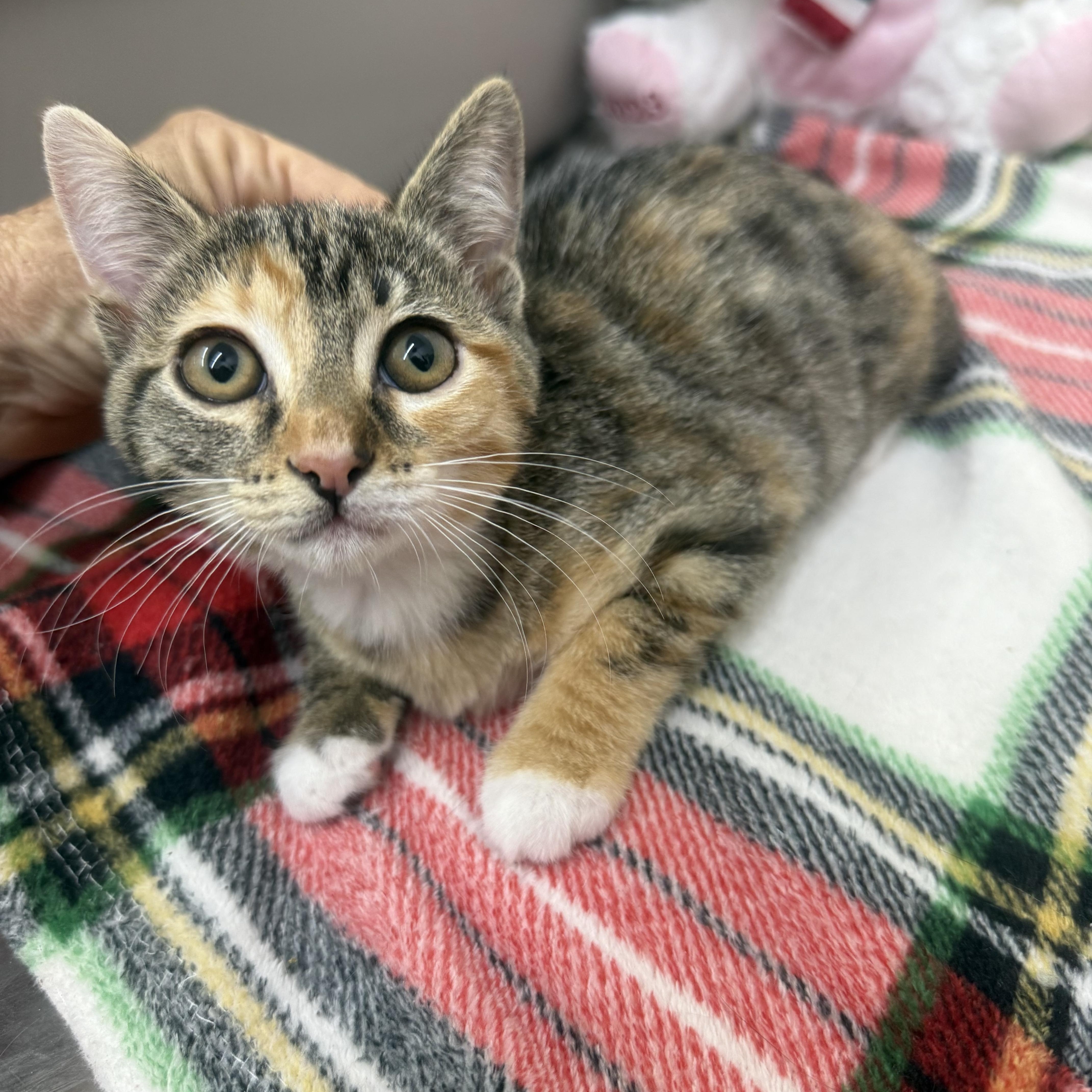 A young medium-sized female Tortoiseshell Domestic Short Hair cat named Bella for adoption in Sonora, CA