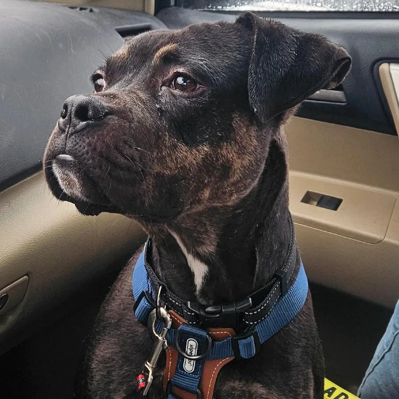 An adult large-sized male Black Boxer dog named Justice for adoption in York, PA