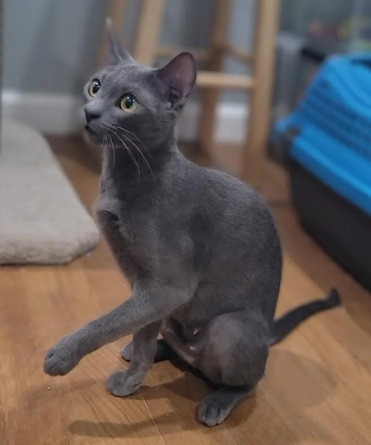 An adult medium-sized female Gray / Blue / Silver Domestic Short Hair cat named Lady Grey for adoption in Irvine, CA