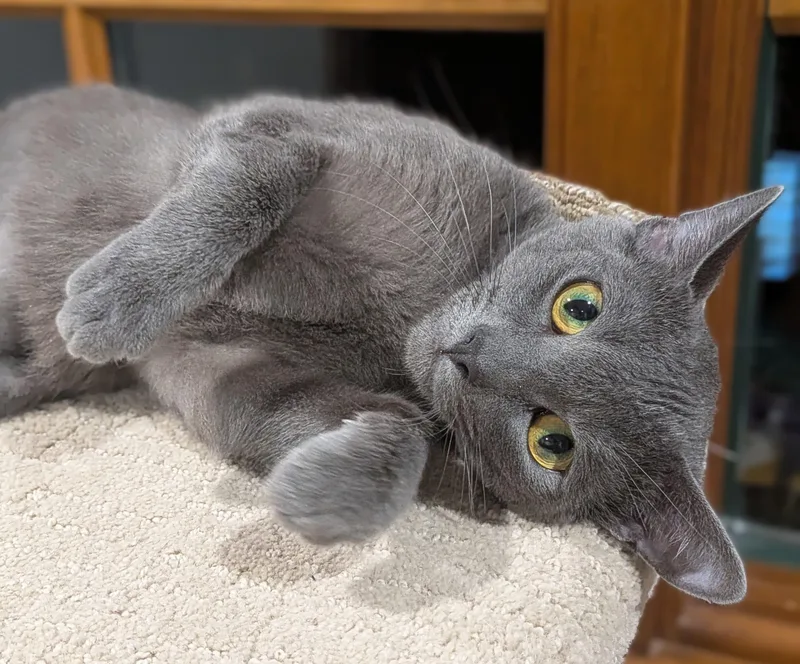 Lady Grey thumbnail 4