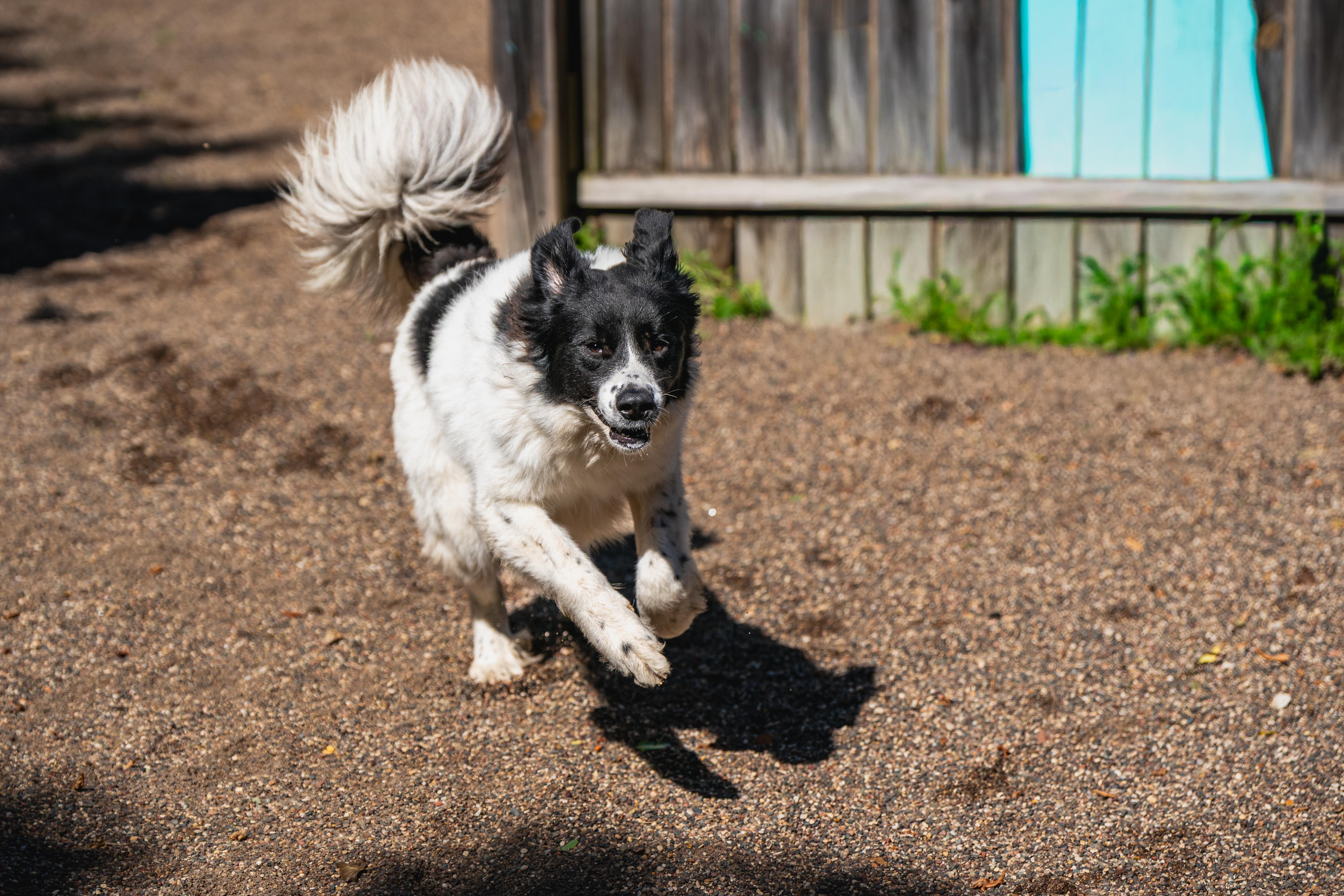 A young large-sized male Black Great Pyrenees dog named Chase for adoption in Red Wing, MN