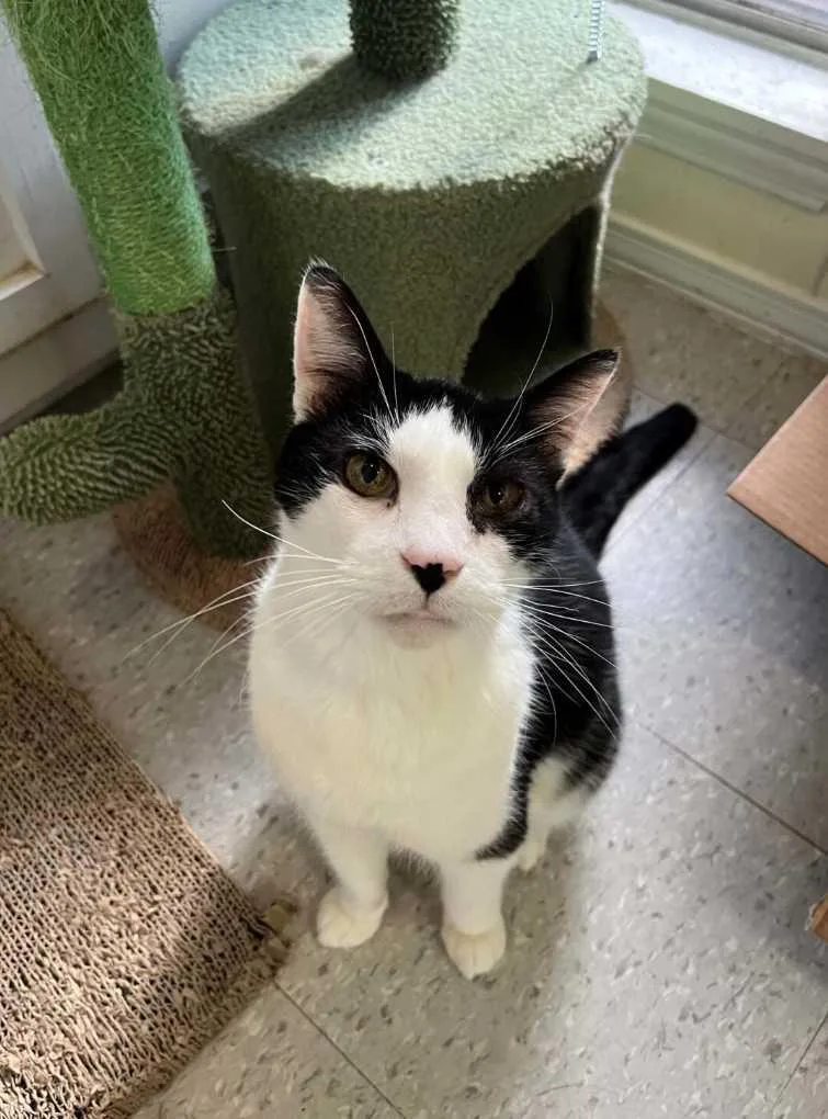 Ringo Starr thumbnail 2