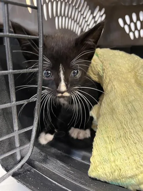 A baby small-sized male Domestic Short Hair cat named Chaplin for adoption in Palmetto, FL
