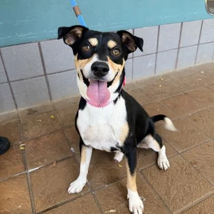 A young medium-sized male Mixed Breed dog named Romeo for adoption in Honolulu, HI