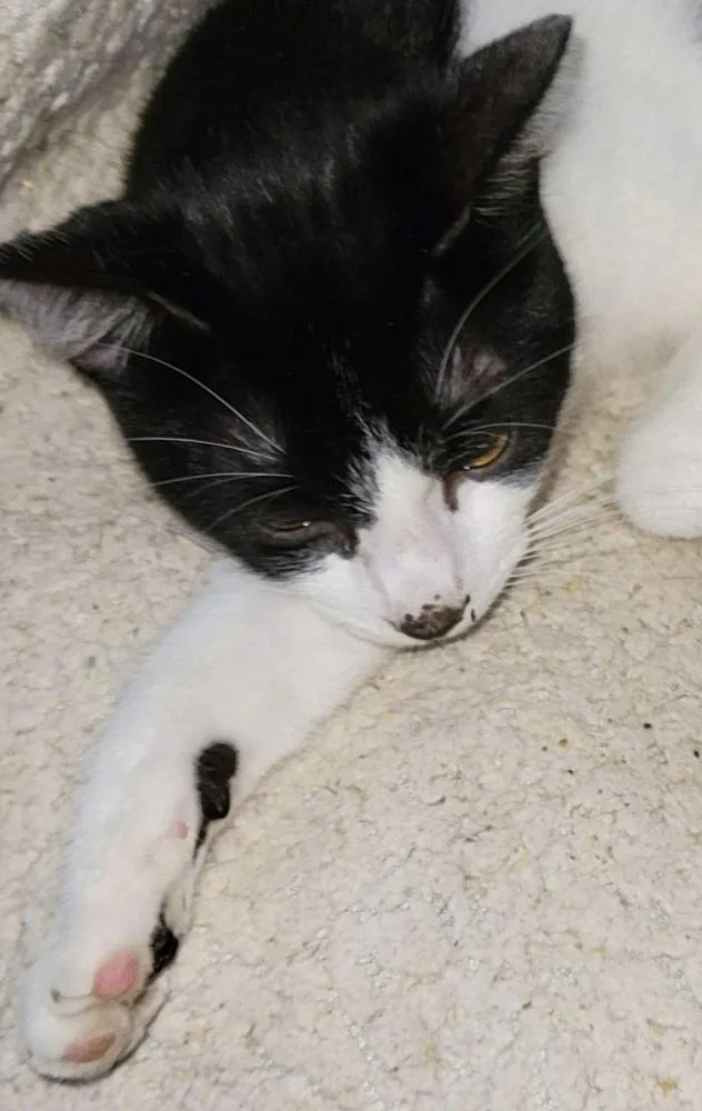 An adult medium-sized male Black & White / Tuxedo Domestic Short Hair cat named Robin for adoption in Calimesa, CA