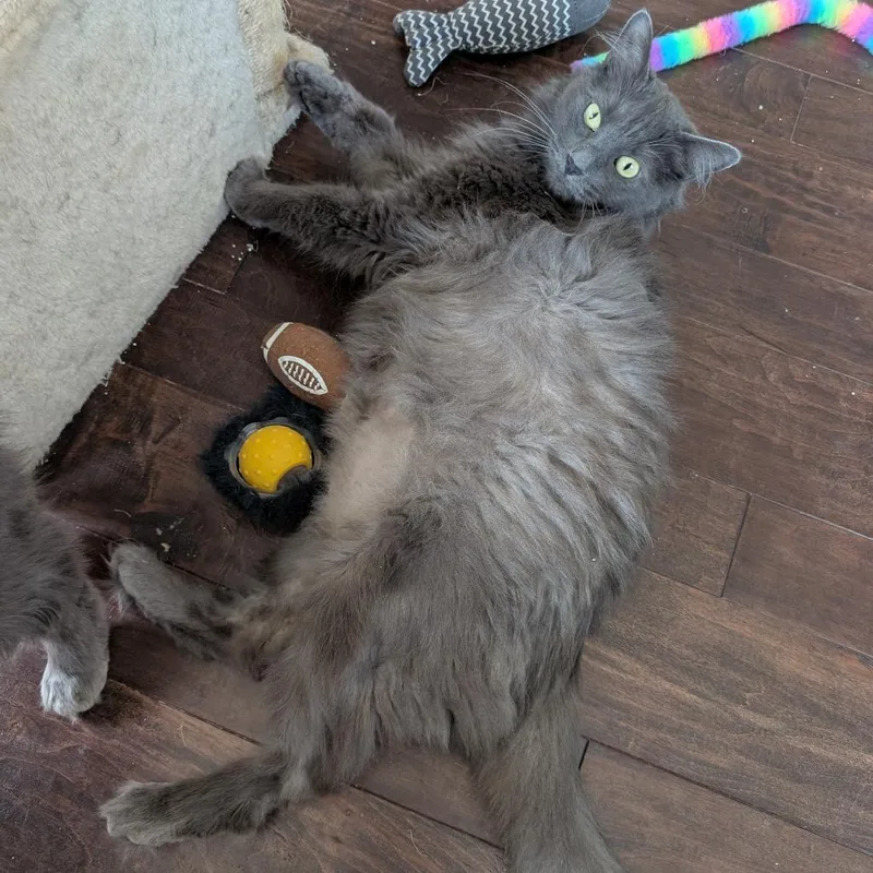 Meredith thumbnail 2