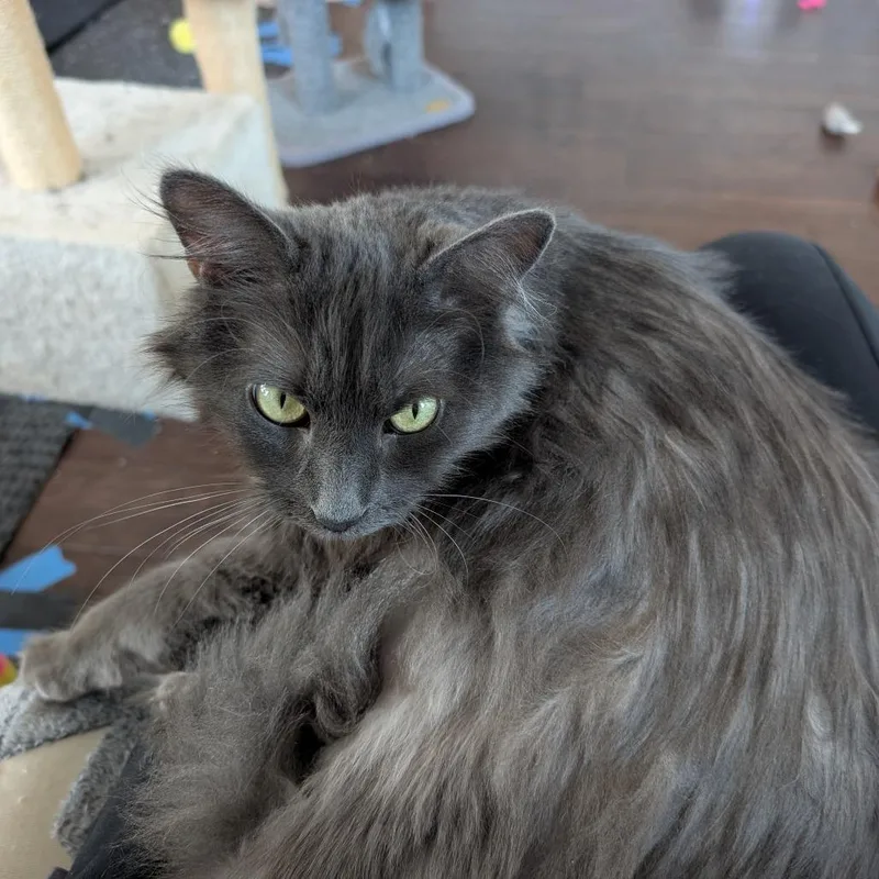 Meredith thumbnail 4