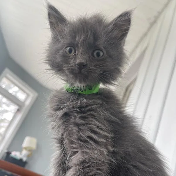 Meredith thumbnail 5