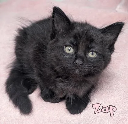 A baby small-sized male Domestic Medium Hair cat named Zap for adoption in Mason, MI