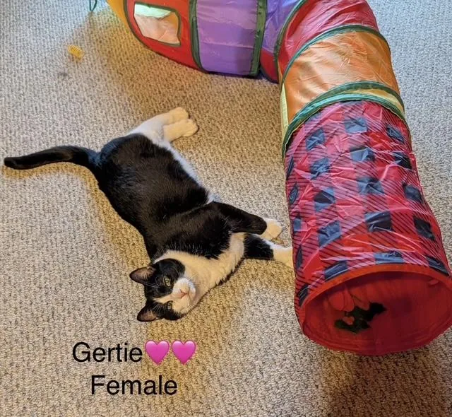 A senior large-sized female Black & White / Tuxedo Domestic Short Hair cat named Gertie in Maine for adoption in Cumberland, ME