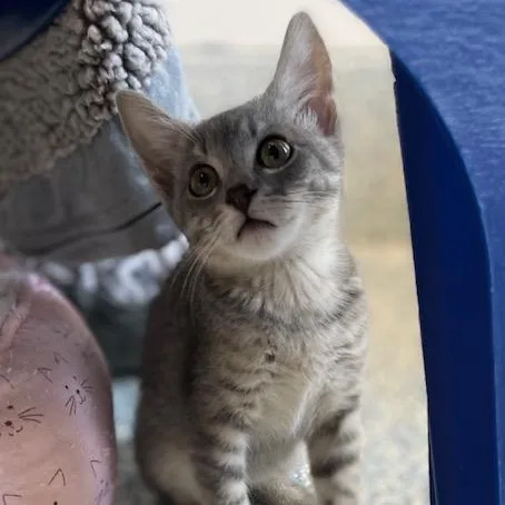 A baby medium-sized female Tabby (Gray / Blue / Silver) Domestic Short Hair cat named Kit for adoption in Stafford, VA