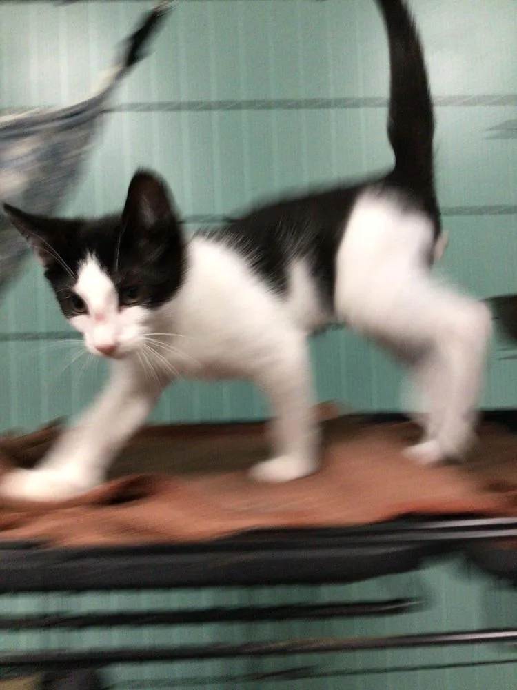 A young small-sized male Black & White / Tuxedo Domestic Short Hair cat named Indigo for adoption in Logansport , IN