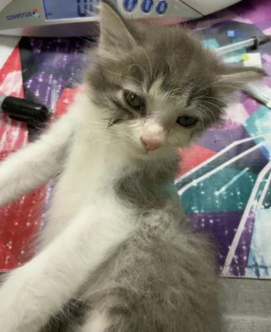 A baby small-sized male Domestic Short Hair cat named Root for adoption in Riverside, CA