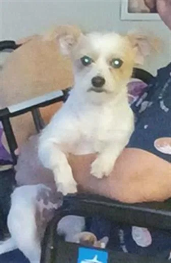 An adult small-sized female Terrier dog named Lorraine for adoption in San Antonio, TX