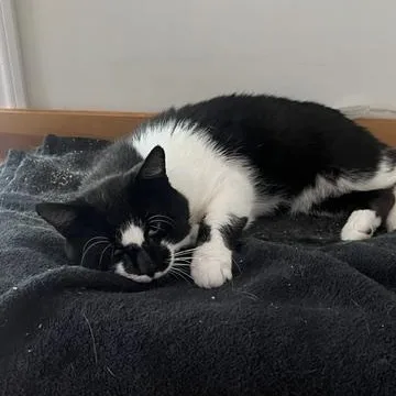 An adult medium-sized male White Domestic Short Hair cat named Muffin for adoption in Lambertville, NJ