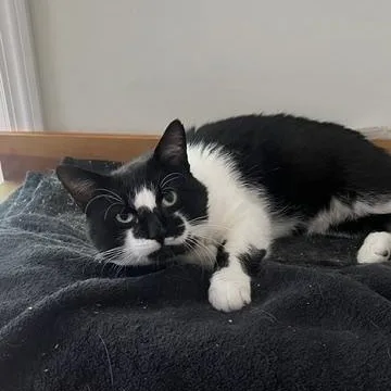 Muffin thumbnail 2